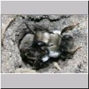 Andrena vaga - Weiden-Sandbiene -14- 04.jpg